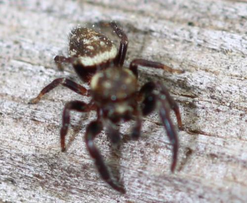Macaroeris nidicolens